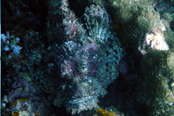 scorpion fish